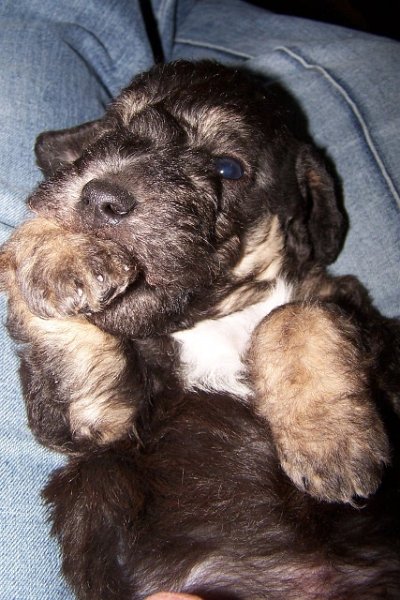 Arc-en-ciel Arlequin 06.02 (7).JPG